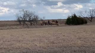 Beautiful herd of Elk in Lawton, Ok Plus a Big Announcement