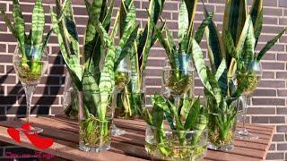 SNAKE PLANT PROPAGATION | SNAKE PLANTS CARE #plants #garden #shorts