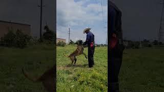 Flex gets dirty!!! #dogtraining #k9protection #k9 #malinois #igp