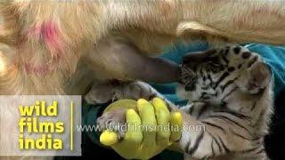 Little Tiger cub feeds from lactating goat