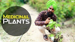 Medicinal Plants - India | Darshan Singh | Farming Leader | Discover Agriculture