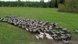 Овцы Романовские выпас 3-го стада