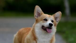 Welsh Corgi Pembroke - Sarmat Harnika hloya Alstrem, Aleant Kennel