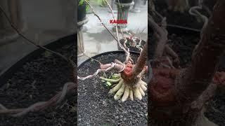 Anput akar keliling koleksi Pak H. Ihsan (Jakarta) #antingputri #bonsaitree #balakacida #short