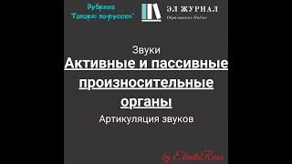 Звуки. Артикуляция звуков. Активные и пассивные произносительные органы