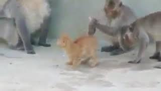 Monkeys and cats having sex