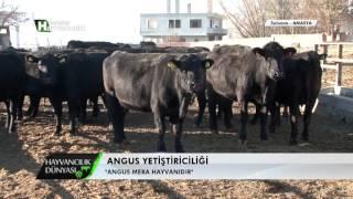 Hayvancılık Dünyası   Angus Yetiştiriciliği