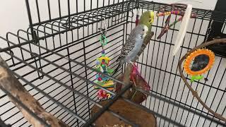 The new budgie bros cage 