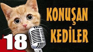 Konuşan Kediler 18 - En Komik Kedi Videoları