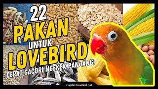 22 Jenis Pakan Burung LOVEBIRD Biar KONSLET dan NGEKEK PANJANG