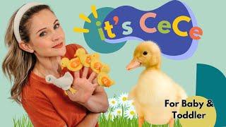 Parents Choice for Baby & Toddler I Learn to Talk I Five Little Ducks Song for Kids I It's CeCe!
