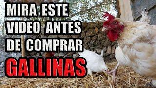 Cuidados Basicos para tus GALLINAS |   BIENESTAR ANIMAL