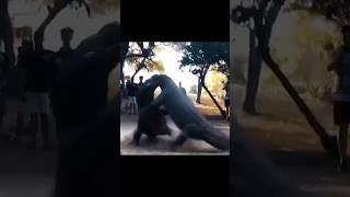 Komodo dragon Vs Komodo dragon