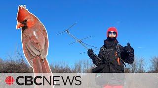 Quebec’s cardinal population is booming. This researcher thinks she knows why