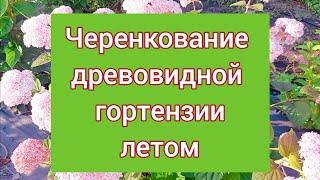 Черенкую  и формирую древовидную гортензию Пинк Анабель . Июль 2024