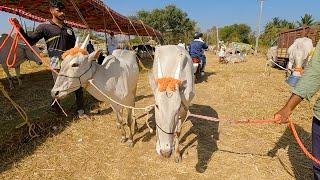 Hallikar heifers of Saligrama cost 85 thousands