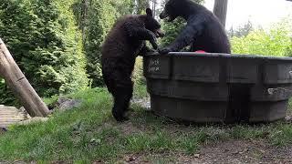 Rescued Black Bear Cubs Play In Giant Tub