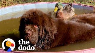 Duck Flaps His Wings So Hard When He Sees His 153-Pound Dog Best Friend | The Dodo Odd Couples