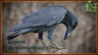 Голоса птиц Как поёт Ворона большеклювая (Corvus macrorhynchos)