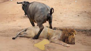 When Buffaloes Humiliate The Lion King