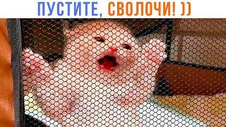 К КАКОМУ ВЕТЕРИНАРУ??!! ))) | Приколы с котами | Мемозг 1514