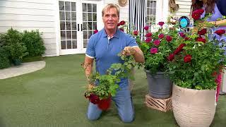 Phillip Watson Designs 1-Piece Brindabella Rose Live Plants on QVC