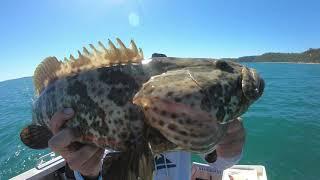 Catching COD near KINGFISHER BAY #35