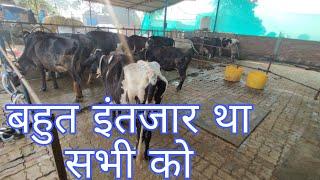 बहुत इंतजार था सभी को,,cow farm bihar ejju dairy farm