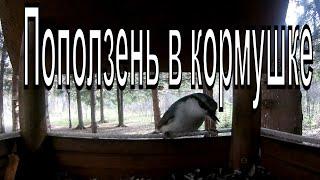 Поползень обыкновенный. Поползень клюет семечки в кормушке. Птицы Новосибирска.