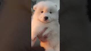 Essem Samoyed.Qonjac & Melissa's Baby