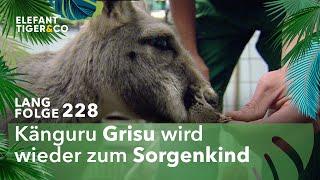 Gefährliche Infektion bei Känguru Grisu (Langfolge 228) | Elefant, Tiger & Co. | ARD