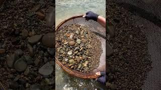 Finding Natural Smoky Quartz, Quartz Crystal Gemstones By Mining Hand In River (Episode 561)