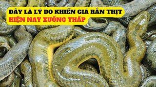 Đây Là Lý Do Khiến Giá Rắn Thịt Hiện Nay Đi Xuống - Trại Giống Đông Sơn