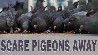 Sound To Scare Pigeons Away - ONE HOUR PIGEON VERSION