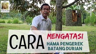 Cara Mengatasi Hama Pengerek Batang Durian