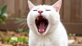 Cat Calling Sound | How To Call Cat In Cat Voice | Meowing Noises To Make Your Cat Come To You