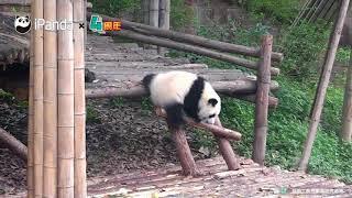Самые нелепые падения панд собрали в одном видео