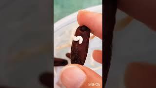 How to grow dates (khajoor) #shorts #gardening #date #nature #seedgermination