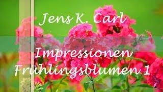 Jens Karsten Carl - Impressionen Frühlingsblumen 1