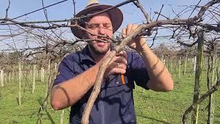 Como fazer a poda da videira - Rio Grande Rural