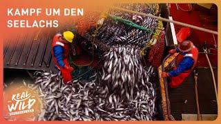 Fischerei extrem | Kampf um den Alaska Seelachs im Beringmeer | Real Wild Deutschland