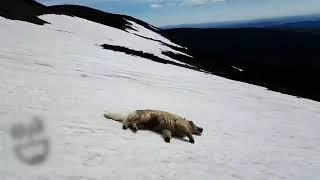 Dog Slides Downhill At Ski Area - 1166641-4