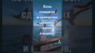 Цитаты со смыслом про жизнь. Красивое видео для сторис в инстаграм