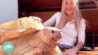 Tiny Tortoise Grows Into 175 Pound Bulldozer And Makes Girl Laugh | Cuddle Buddies