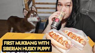 7/11 MUKBANG with Siberian Husky Puppy Maverick // Hotdog, Potato Chips, Coke // ASMR