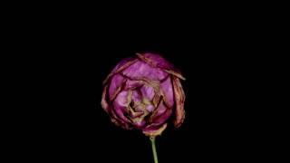 Life of a Rose Flower || Blooming to Withering || Time-Lapse Video