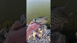 Neat looking black crappie! #fishing #wildlife #crappie #fishing