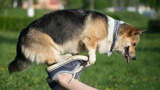 To The Sky | Dog tricks by Yma the Corgi