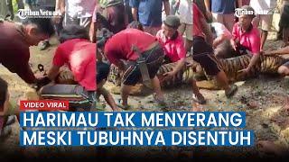 Viral Video Warga Sumbar Tolong Harimau Sakit, Tak Menyerang Meski Tubuhnya Disentuh, Ini Kata BKSDA