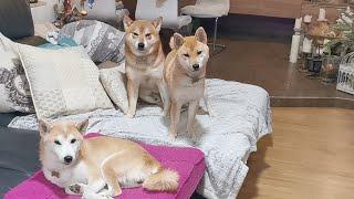 LIVE: Shiro,Suki n Raya Having Treatos